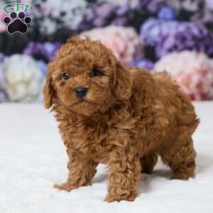 Tony, Miniature Poodle Puppy